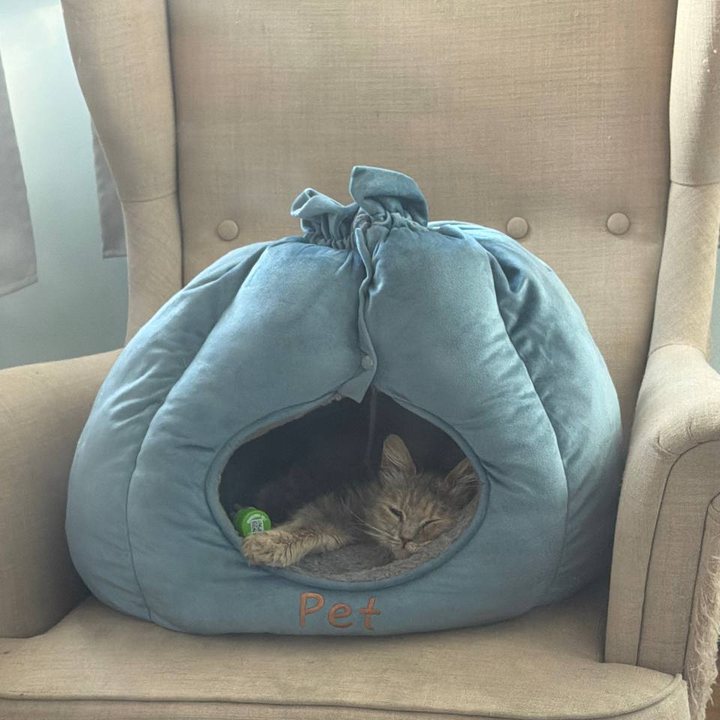 Myshka curled up in her cat cave on an armchair