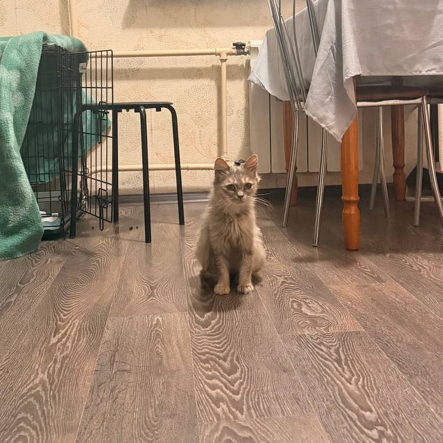 Myshka sitting at home, healthy
