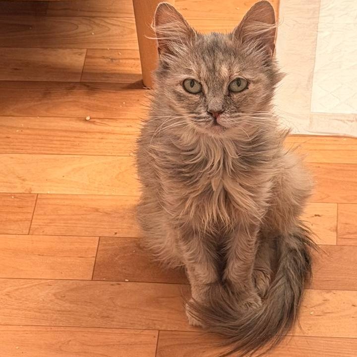 Myshka