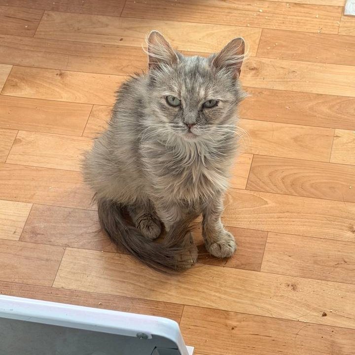 Myshka sitting on the floor